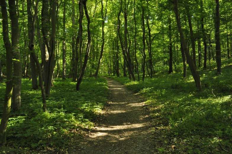 a dirt path is shown between many trees