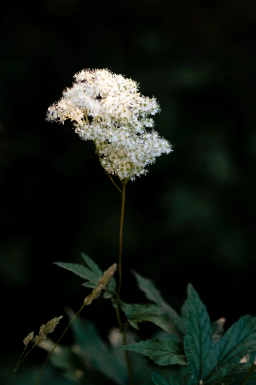 some white flowers and leaves in the dark