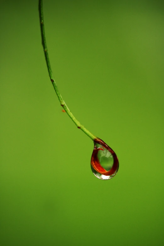 a drop of water hanging off the side of a green leaf