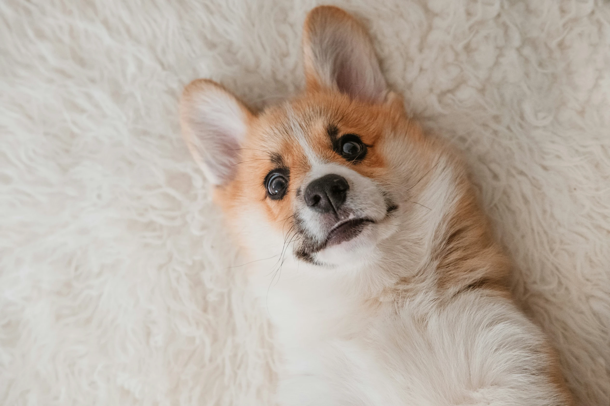 a small dog laying on a fluffy white blanket