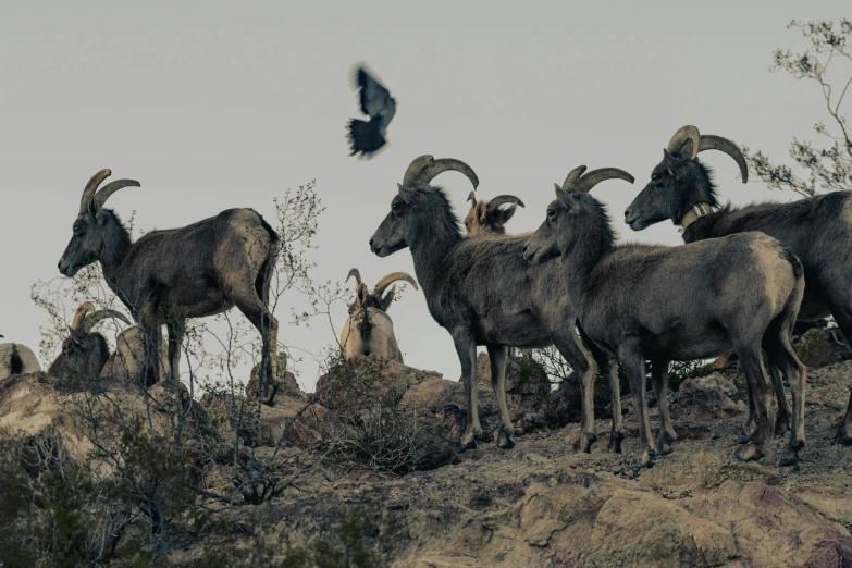 a flock of goats standing on a rocky hillside
