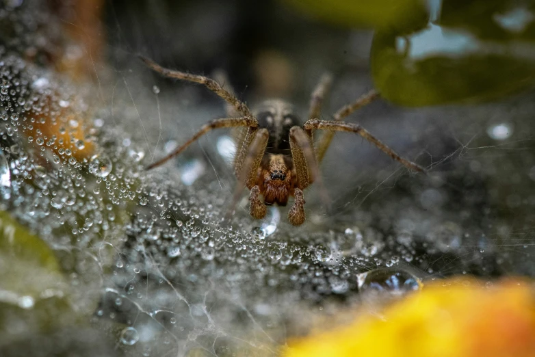 a spider sitting on top of a yellow flower