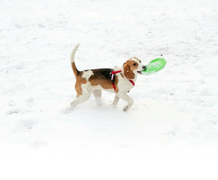a beagle dog carries a frisbee in the snow