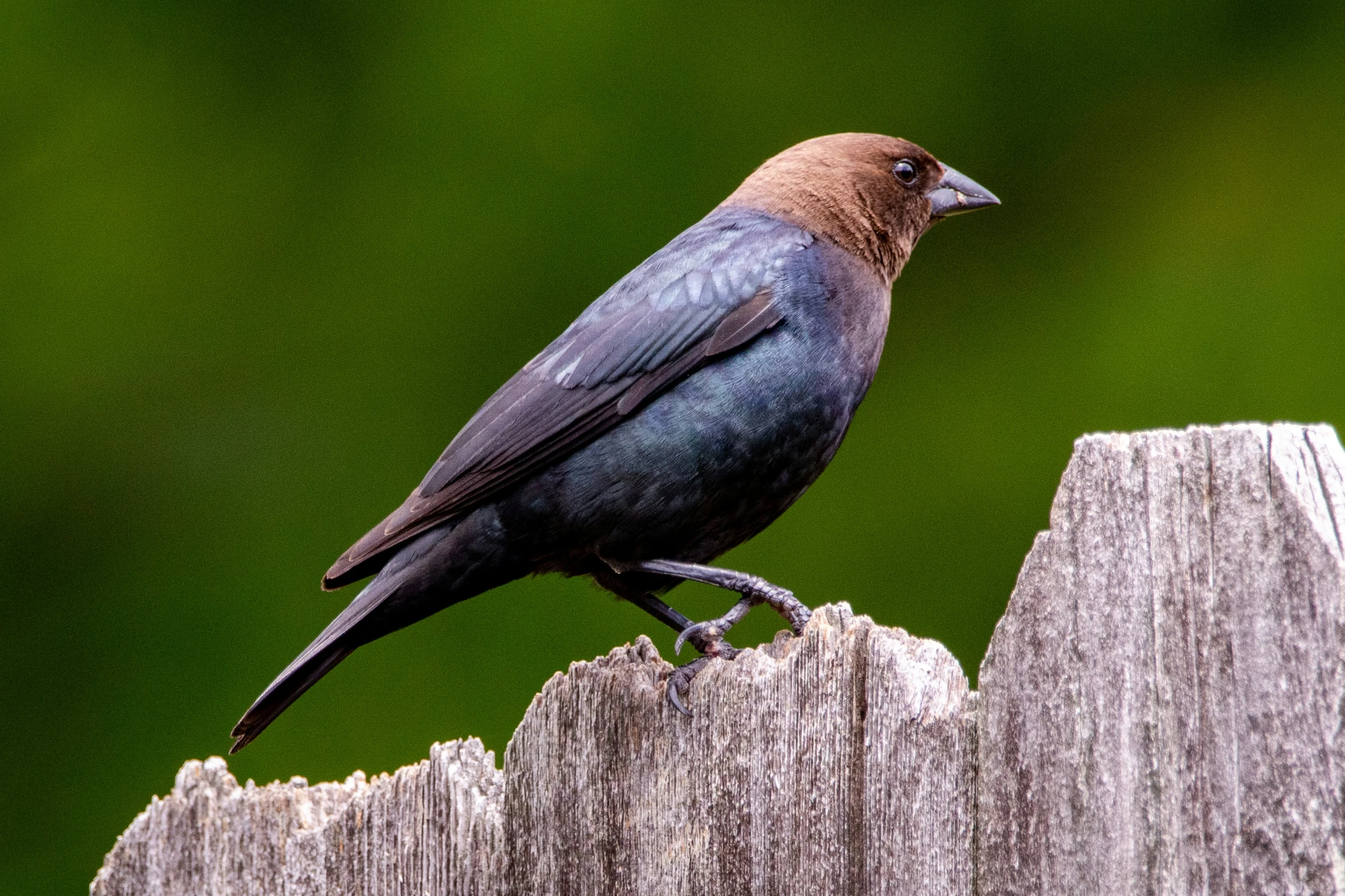 a brown bird is standing on a wooden pole