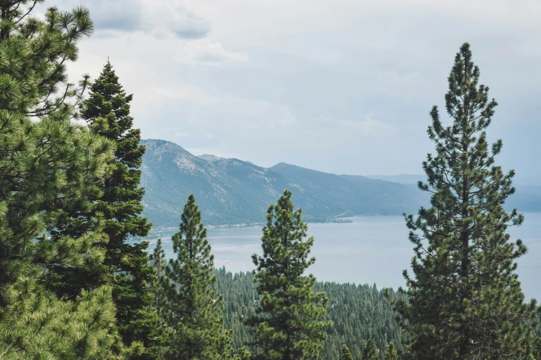 several pine trees on the side of a mountain overlooking a lake