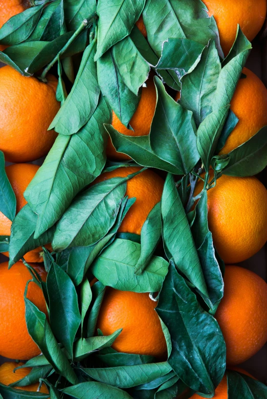 a bunch of oranges with green leaves on them