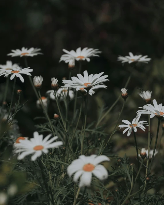 several white daisies on a green plant in the foreground