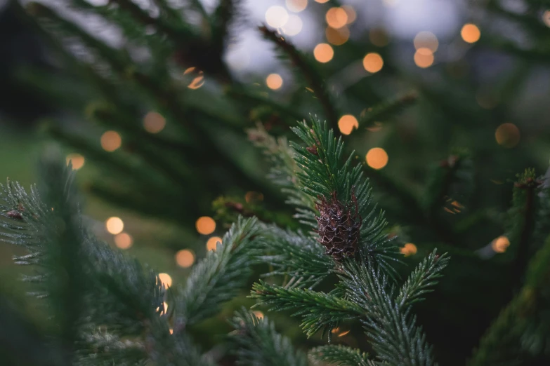 a close up of pine needles with some lights in the background