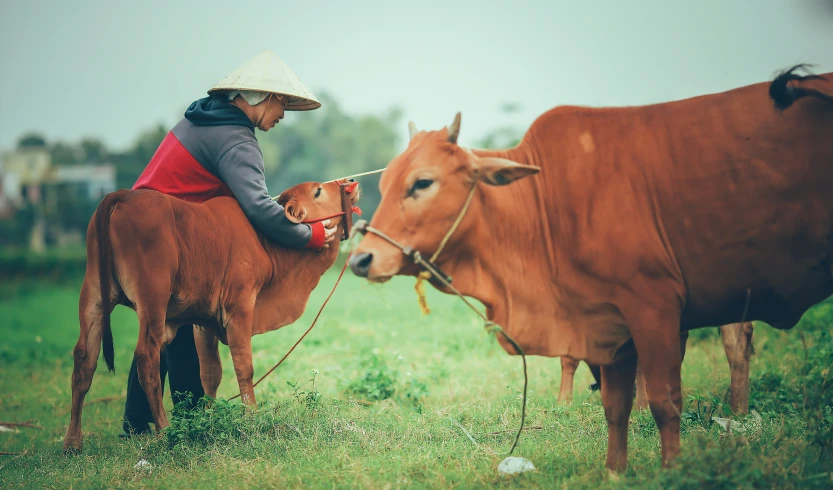 a man that is standing next to two cows