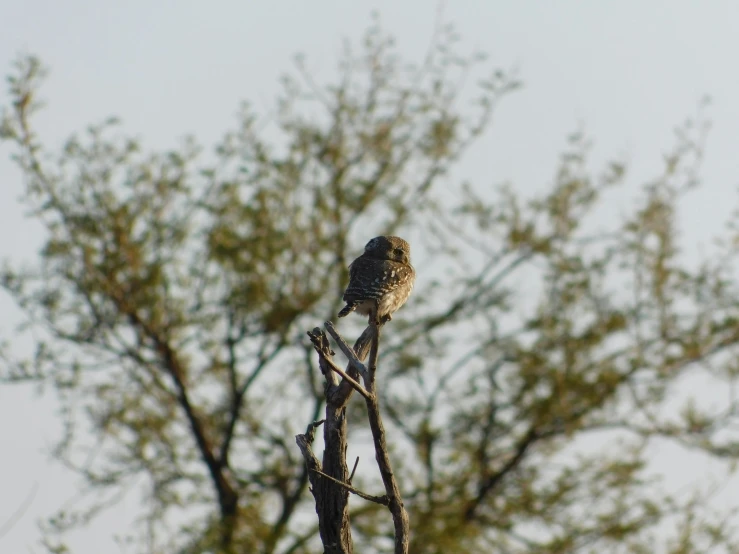 a bird perched on a nch of a tree