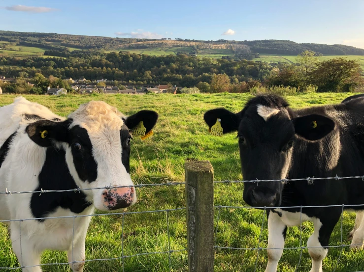 two black and white cows look out from a wire fence