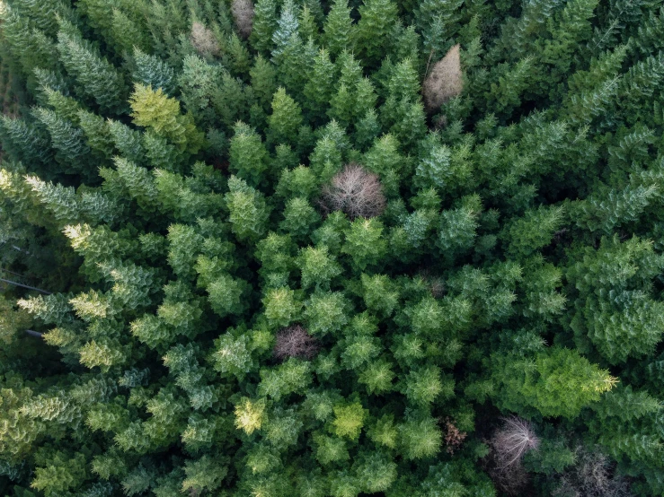 a top down view of some trees with green foliage