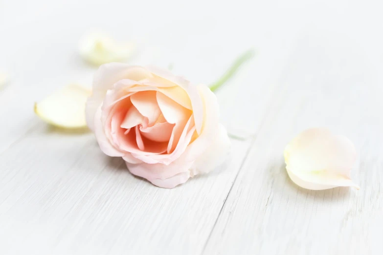 a white rose with its petals partially wilted is on the white surface