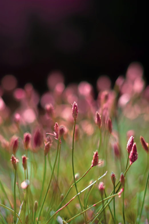 grass with pink and green flowers in a field