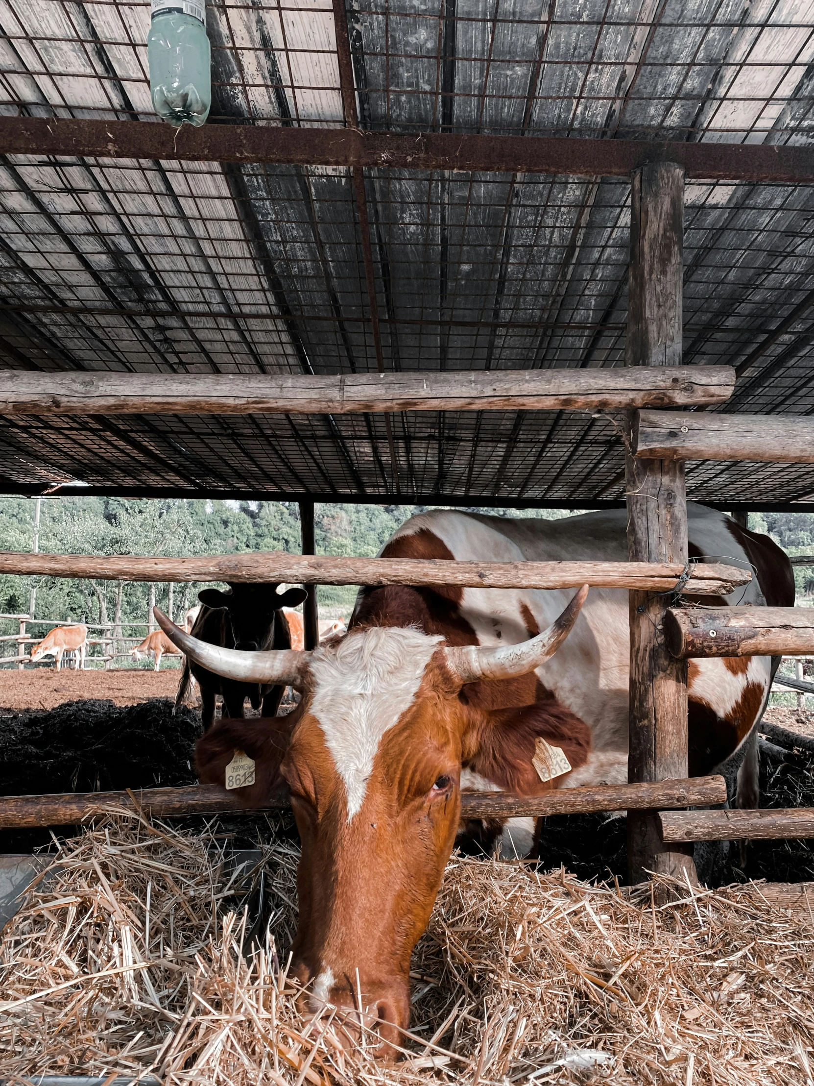 a longhorn steer eating straw in its pen