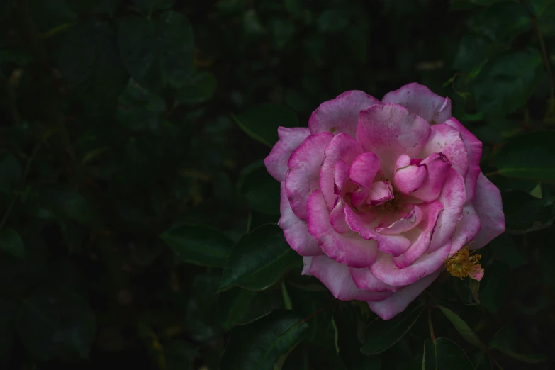 a close up of a pink flower on a tree