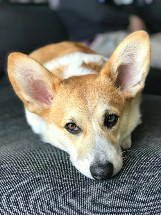 a close up view of a small dog sitting on a seat