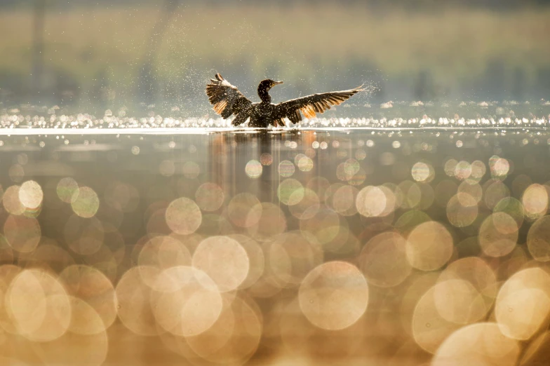 a bird that is sitting in the water