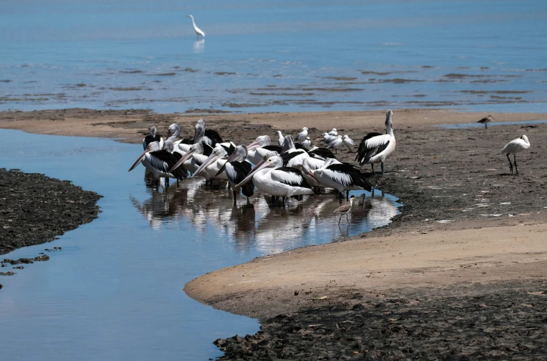 many birds are standing in the water near each other