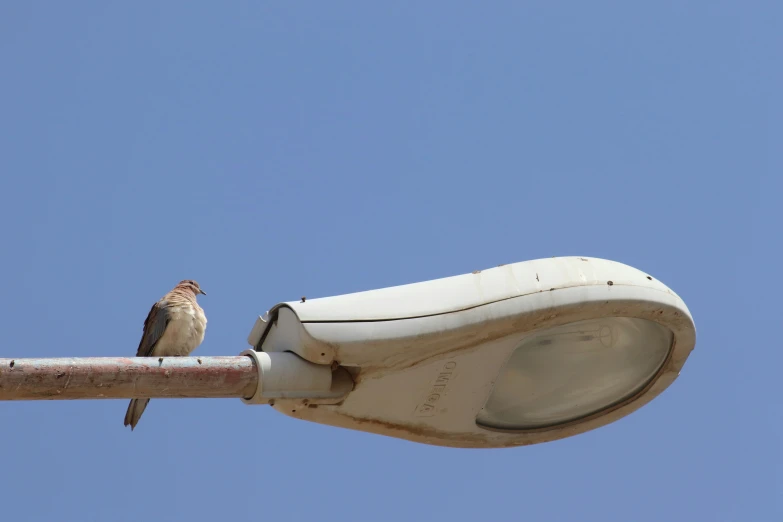a small bird perches on the top of a light post