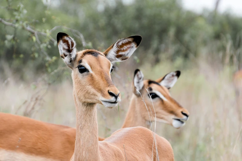 two baby gazelle standing side by side in a grass field