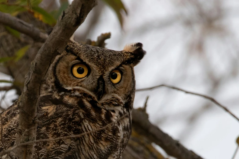 an owl that is sitting in a tree