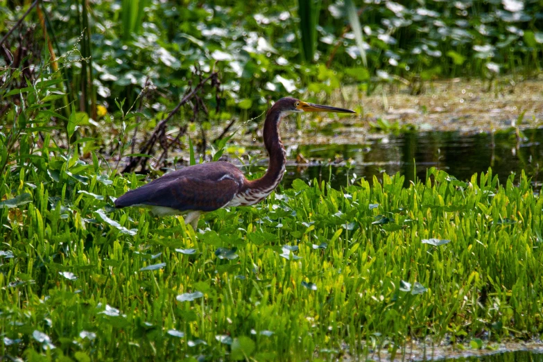 an image of a bird that is in the water