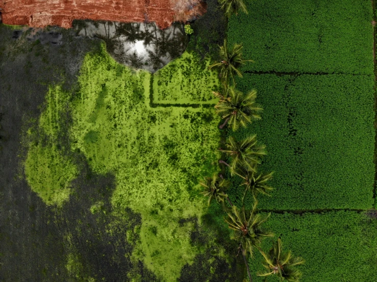 an overhead s of grass and trees