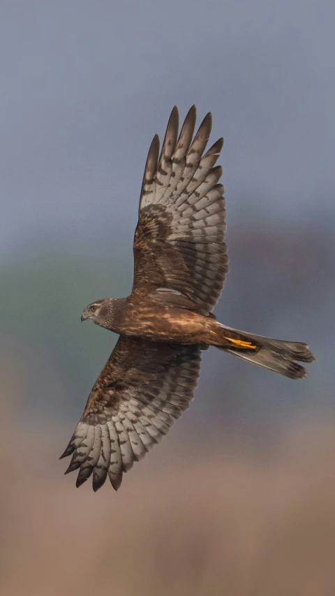 a bird is flying over the ground near brown grass