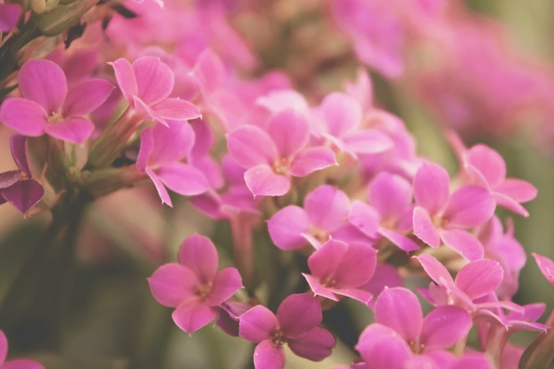 small pink flowers that have purple petals