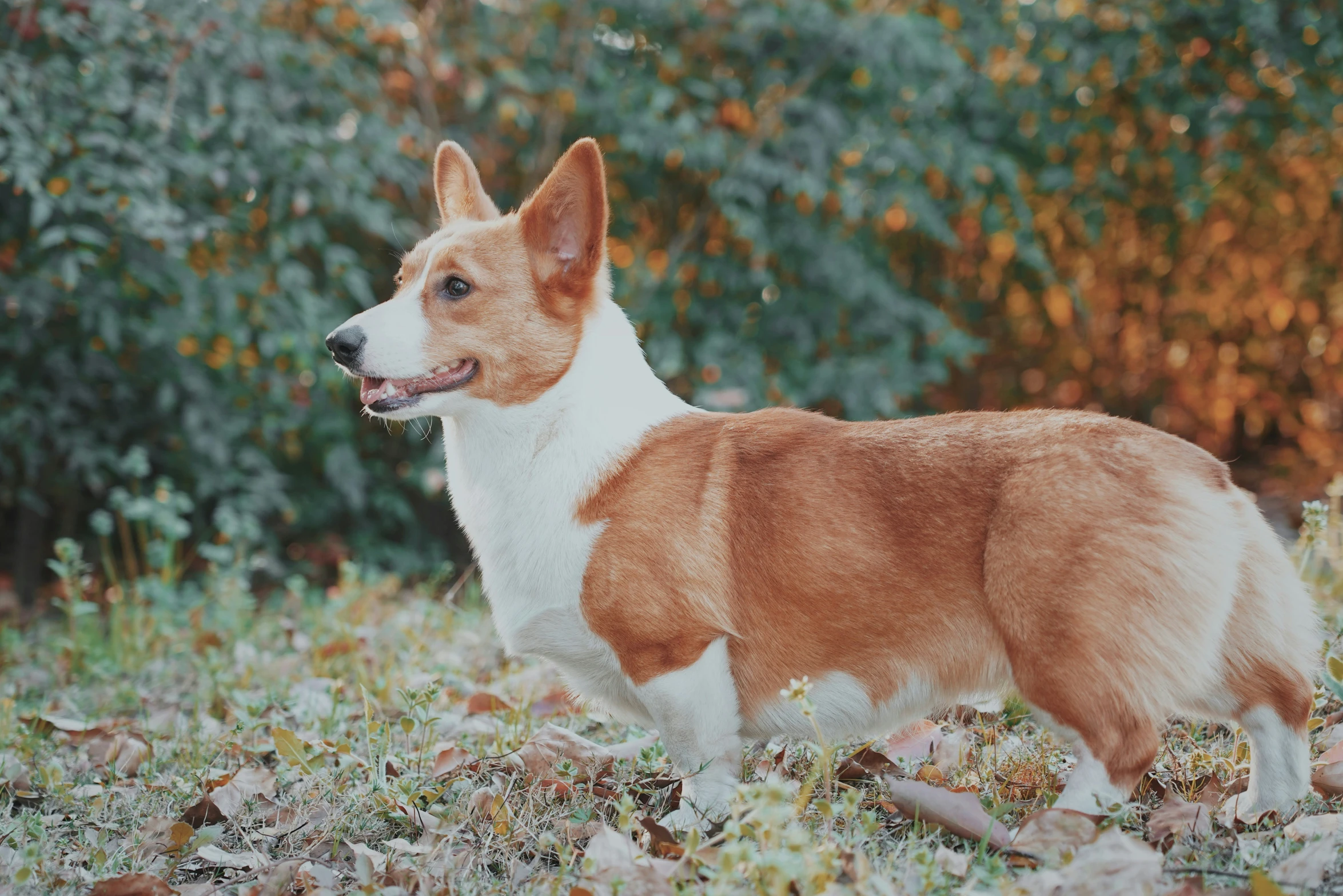 an alert dog is standing in the grass