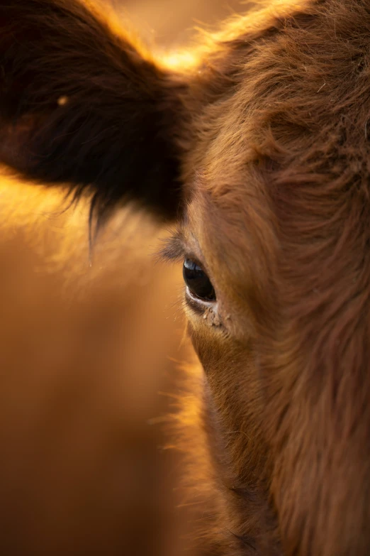 closeup of eye and horns of a cow