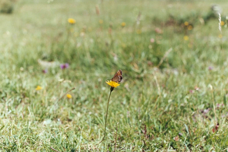 a erfly in the grass near some yellow flowers