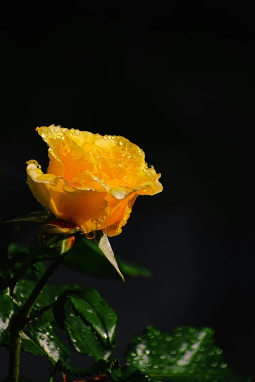 a yellow flower with water droplets on it's petals