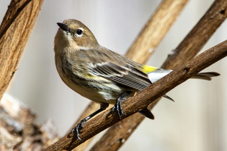 small brown and yellow bird perched on tree nch