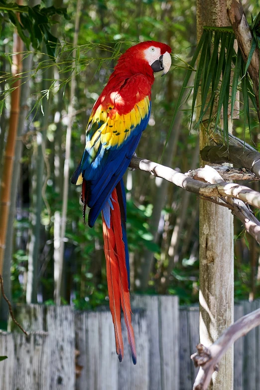 a red and yellow parrot on a nch next to a fence