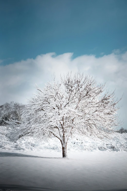 a large snow covered tree near an overlook