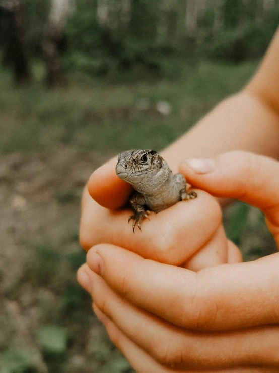 a person holding a tiny lizard in their hands