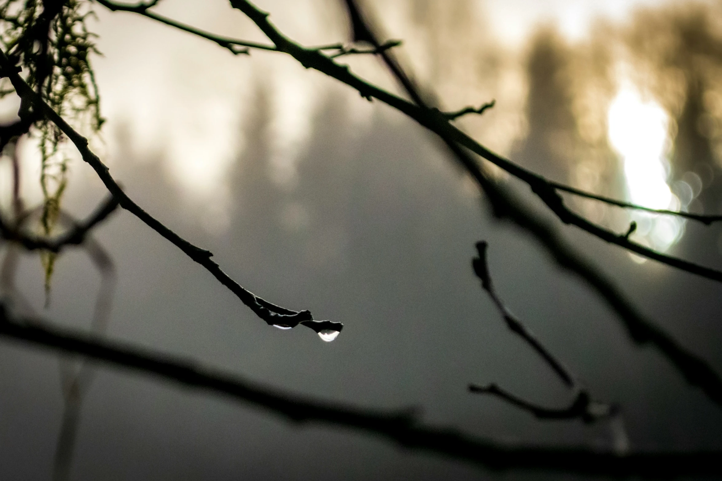 a leaf is stuck in a nch with some light coming on