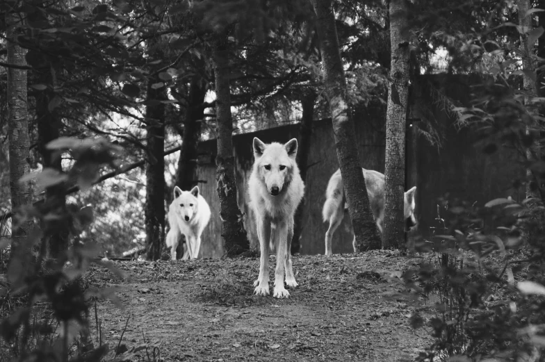 several animals standing by some trees in the woods