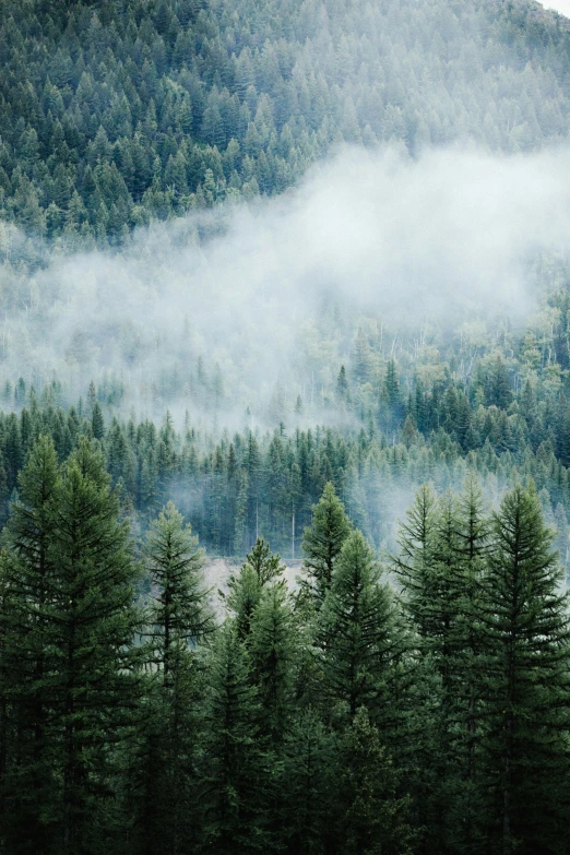 there is a hill surrounded by pine trees