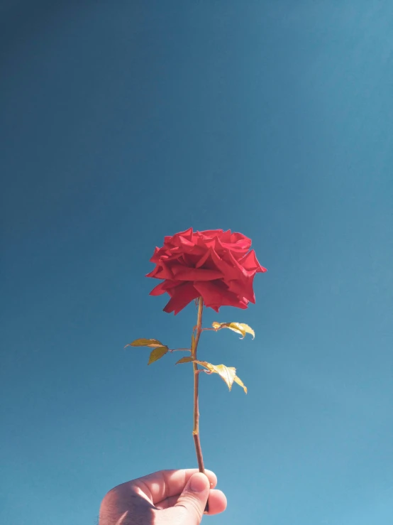 someone is holding a pink rose with a sky background