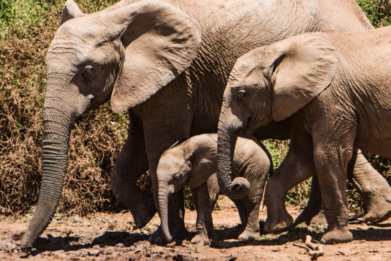 two large elephants walking around with two smaller ones