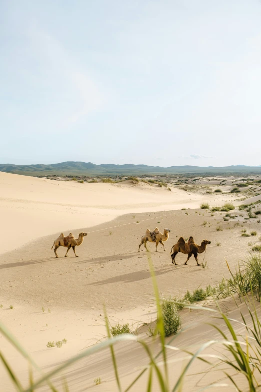 a number of camels walking in a field