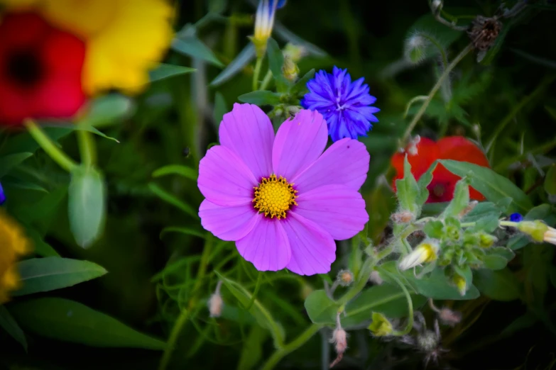 purple flower in a field of colorful flowers