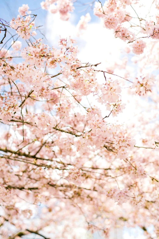 a stop sign is next to a cluster of trees with blossoms