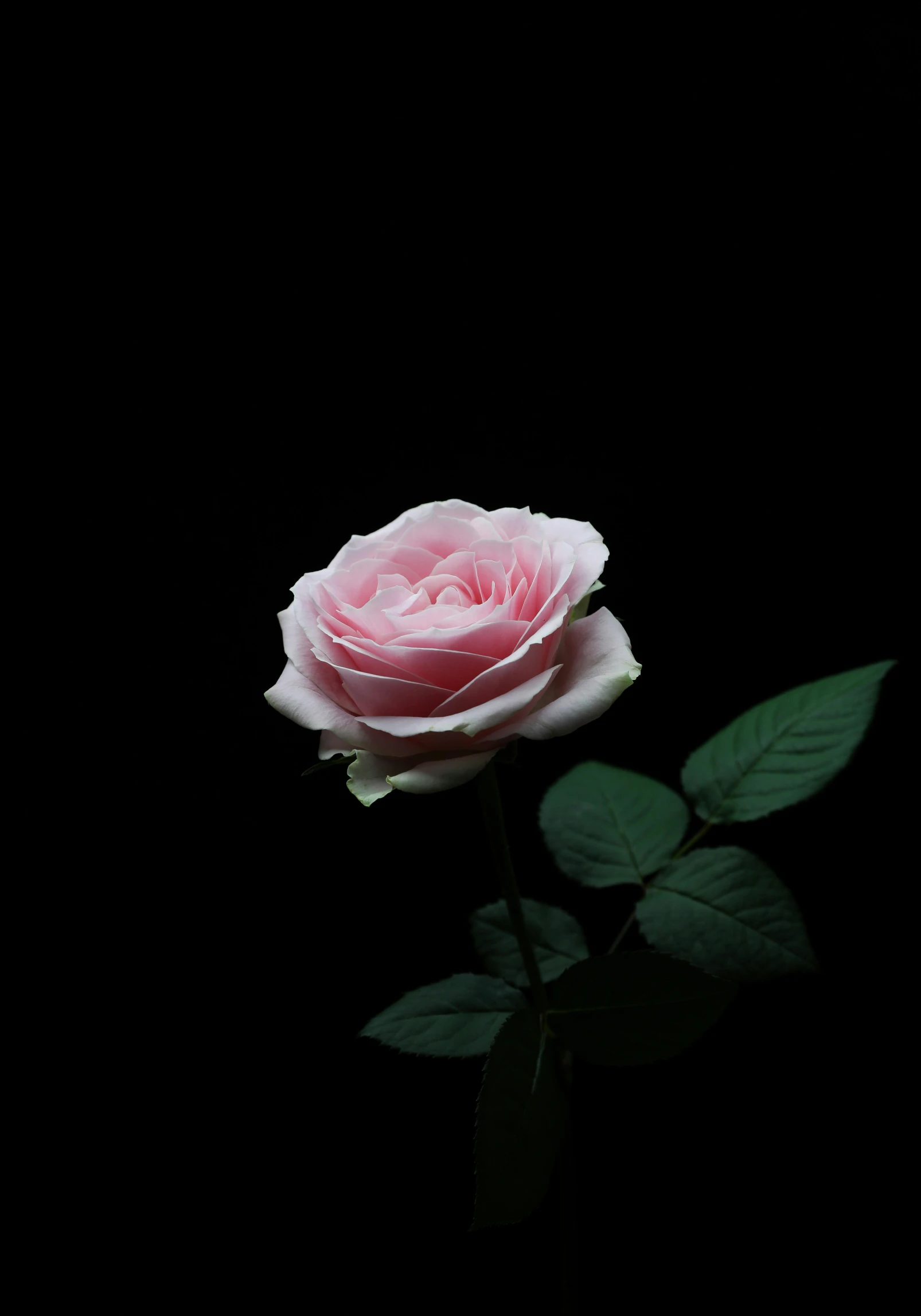 a pink rose with green leaves on a dark background