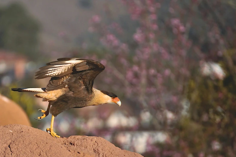 there is a bird that has its wings spread out