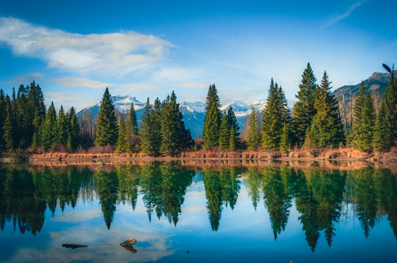 the trees in the woods line the water