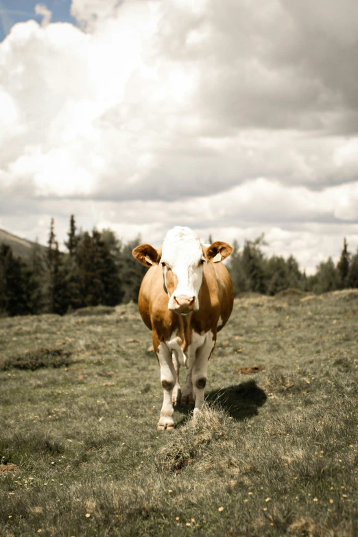 the brown and white cow is standing in a grassy field